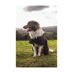 Brown | Burke And Wills Oilskin Dog Coat Image Showing The Coat On A Dog Sitting.