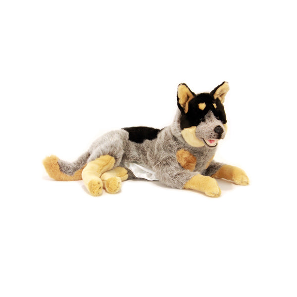 Diesel | Australian Cattle Dog Showing Satin Pocket / Pouch. 