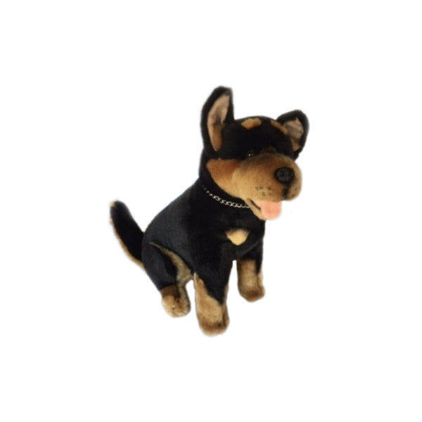 Rex | Black and Tan Australian Kelpie. 