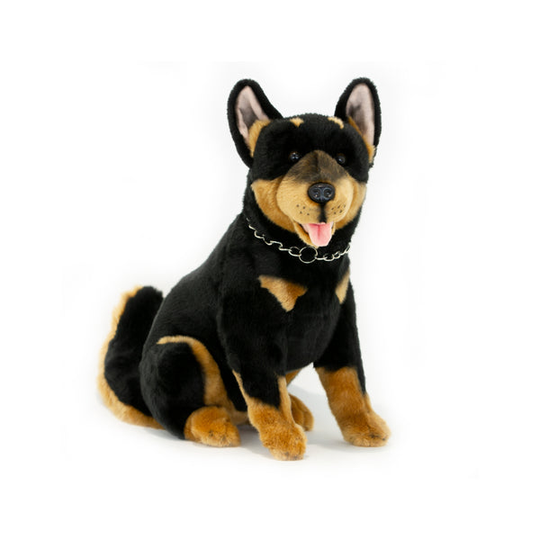Jake | Black and Tan Australian Kelpie.