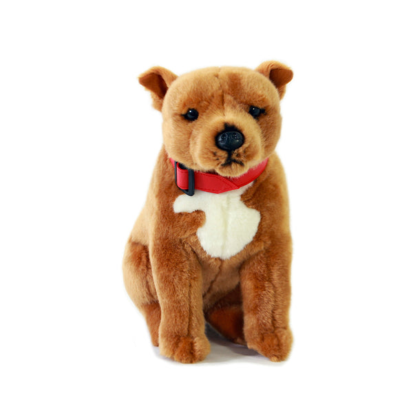 Lester | Red Staffy Wearing Red Collar. 