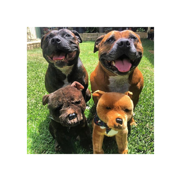 Lester | Staffy Plush Toys with Real Life Staffy Dogs. 
