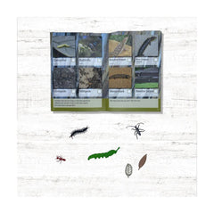 Camping | Spotto Book Showing Lizards and Insects to Spot. 