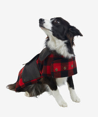Red Black Check | Front Dog Sitting up